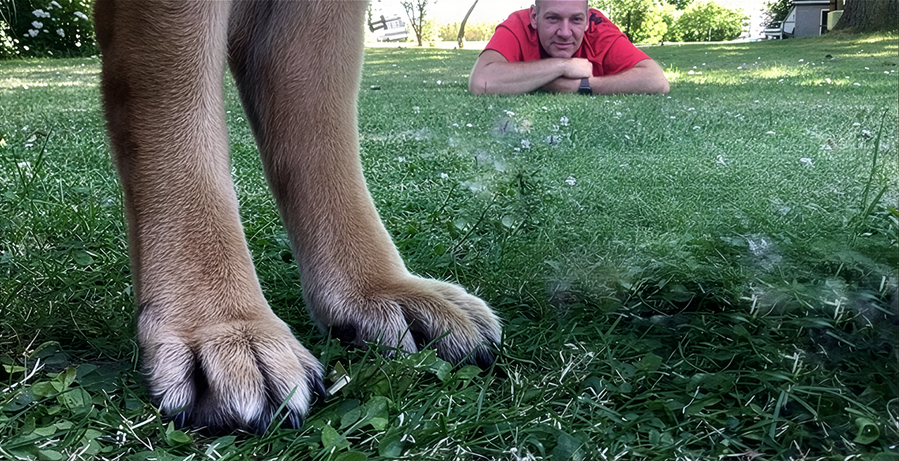 WALPHA - Educateur comportementaliste canin