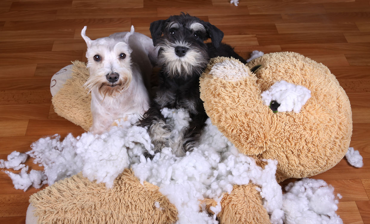 Hébergement canin familial
