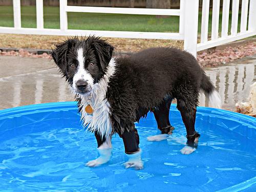 Border Collie