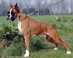 Boxer