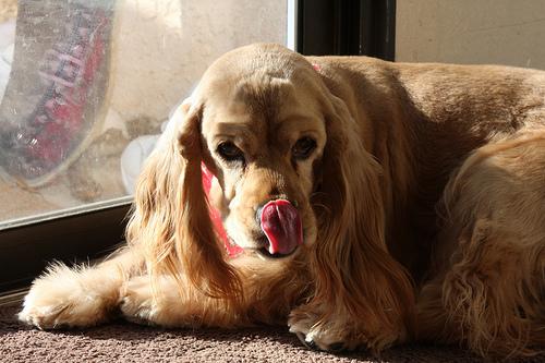 Cavalier King Charles