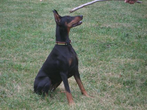 Dobermann