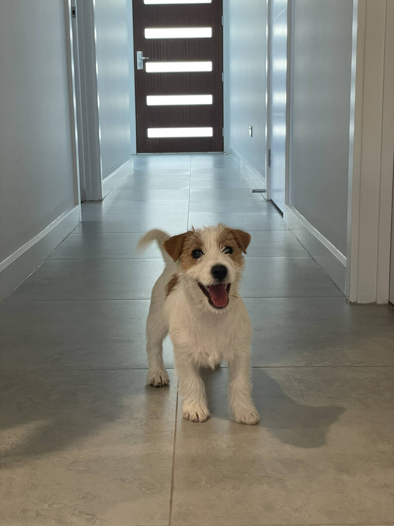 Jack Russell Terrier