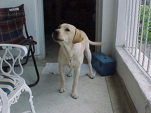 Labrador Retriever