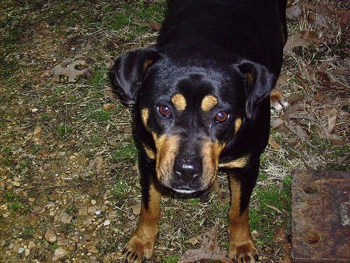 Rottweiler